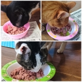 口コミ:大好きな猫たちのために♡の画像(5枚目)