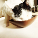 口コミ:ねこえさの画像(9枚目)