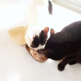 口コミ:ねこえさの画像(8枚目)