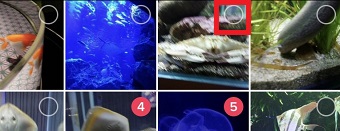 写真を複数枚選択