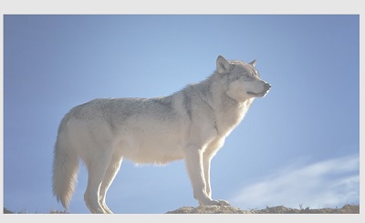 背景画像を透明にできた