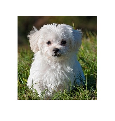 画像をトリミングできた