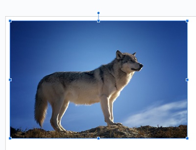 スライド内に画像が挿入された