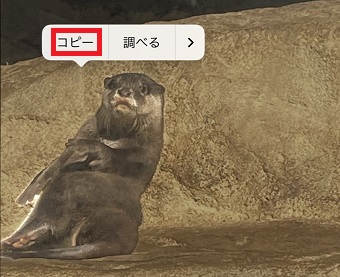 「コピー」をタップ