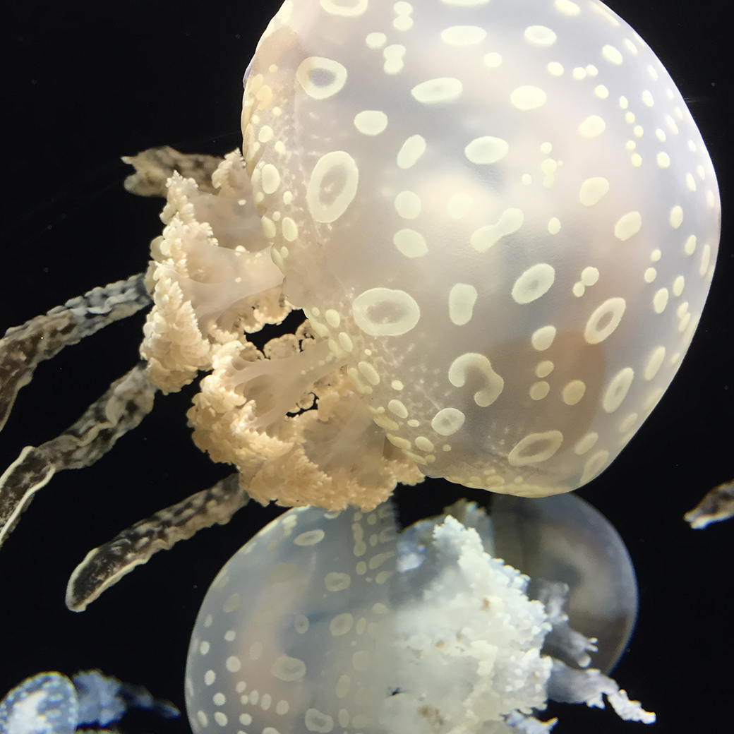 島根県立しまね海洋館アクアスより ペア入館券をプレゼント！
