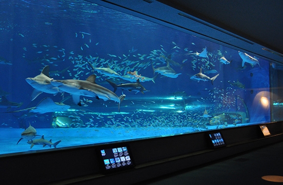 島根県立しまね海洋館アクアス