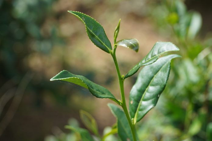 港口茶特寫(茶葉)