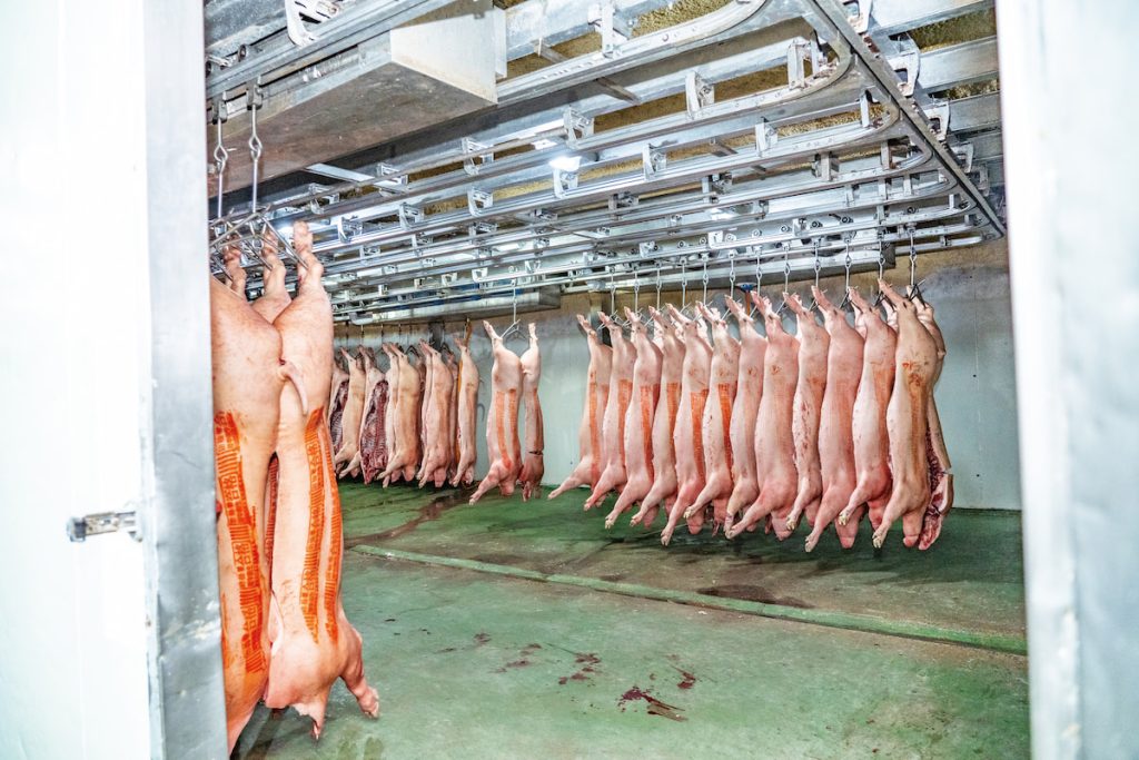 屠體放置於預冷室需離地至少60公分，避免血水噴濺汙染。