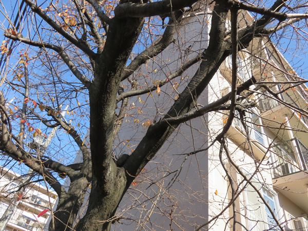 カーサ相模台Ｅ棟の外観