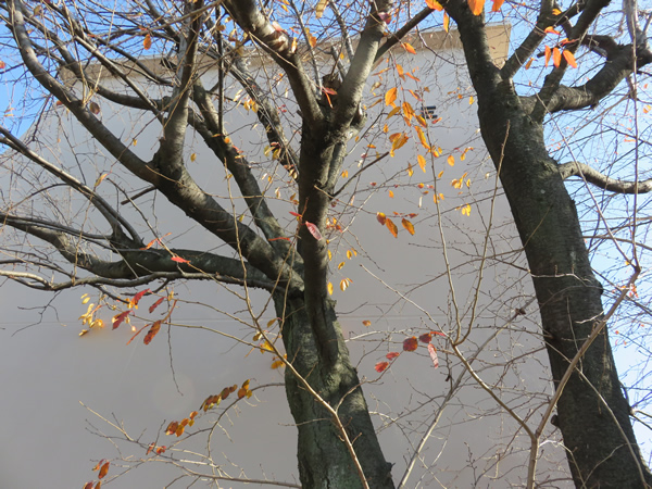 カーサ相模台Ｅ棟の外観