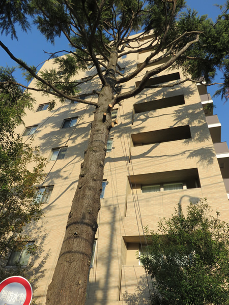 グランドメゾン狛江の外観