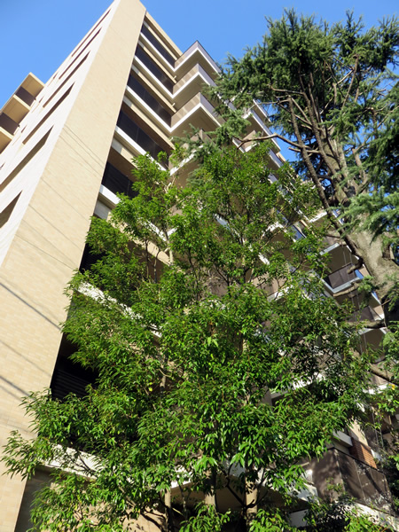 グランドメゾン狛江の外観