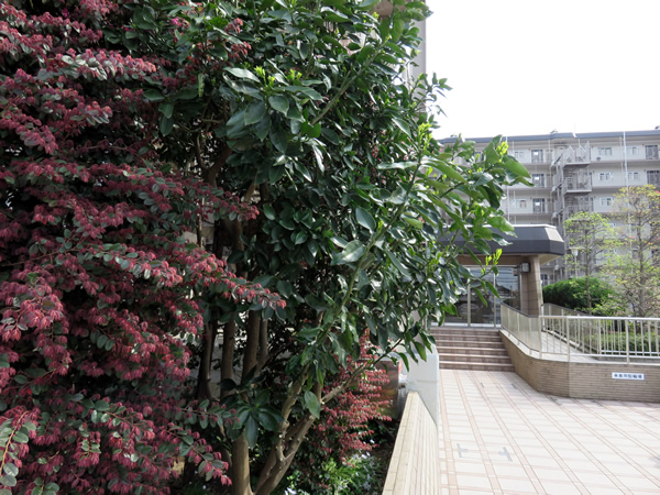 メゾン鹿島台の外観