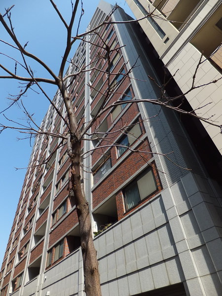 アルス桜木町エレンシアの外観