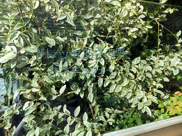 ドレッセあざみ野ガーデンフォーレの外観