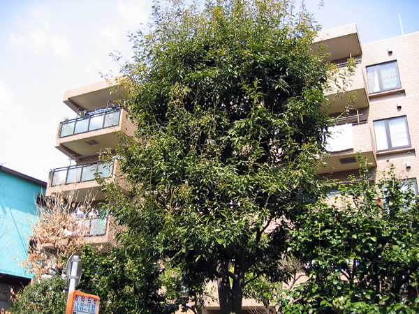 ダイアパレスグランジェ府中是政の外観