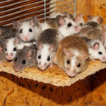 Thumbnail of post image 163