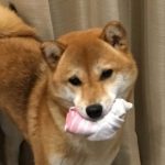 タヌコロリ～４回家を買った