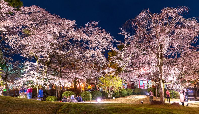 大スキな花見の季節がやって来た！　桜マニアが語る、花見を楽しむ暮らし