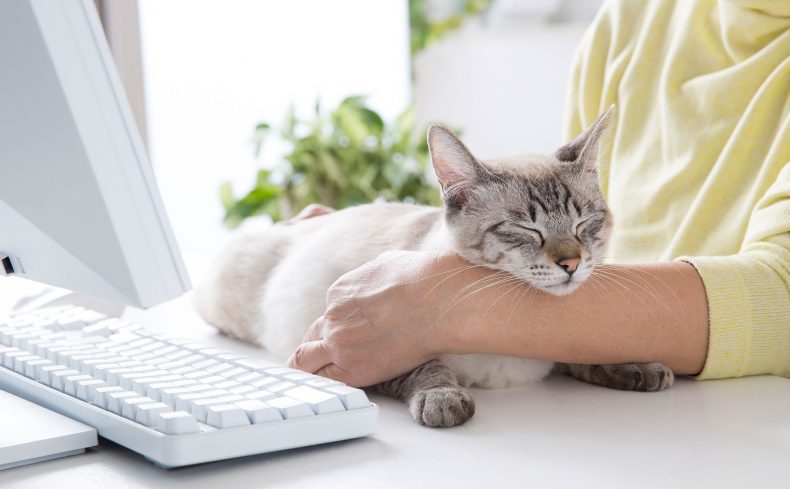 猫がいる幸せ。賃貸マンションで幸せに暮らすポイント