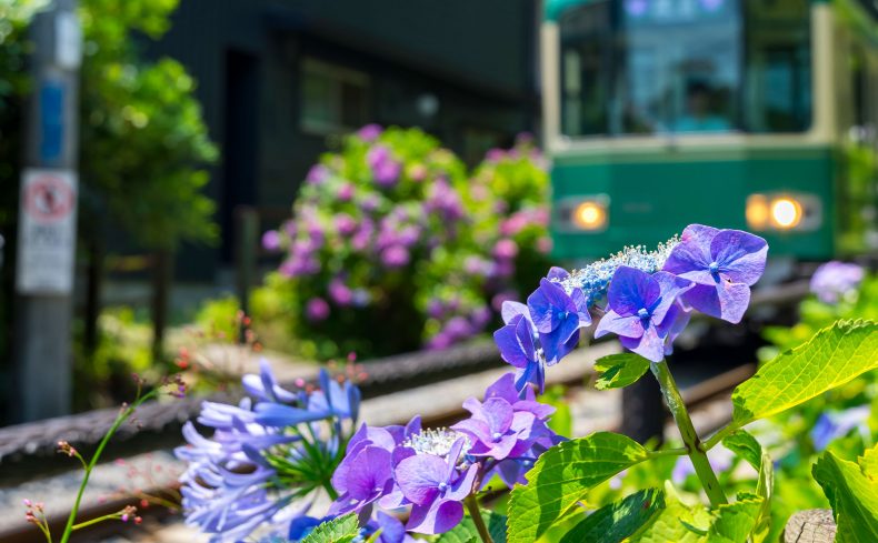 梅雨だって楽しみ！ 鎌倉で見つけた心の満たされる暮らし