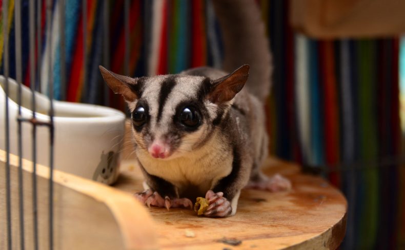 モモンガはペット初心者におすすめ！ 飼い方、費用、必要な物、魅力を実体験をもとに総まとめ