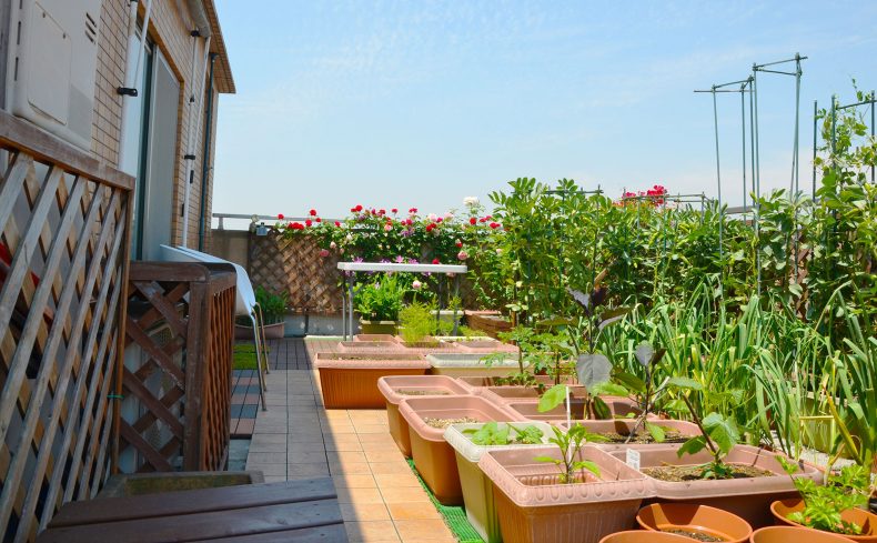 プチ自給自足生活のススメ。家庭菜園を庭やベランダで始めるポイント