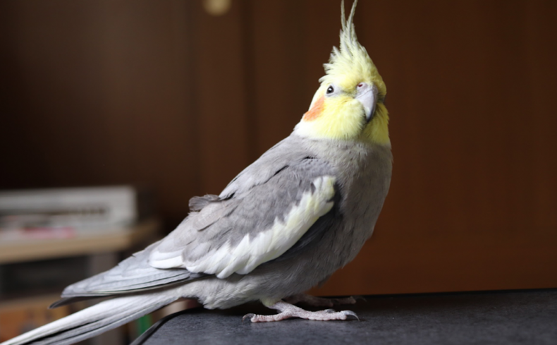 人懐っこくて愛らしい「オカメインコ」の飼い方まとめ。必要なお世話、費用など飼う前に知っておきたいこと