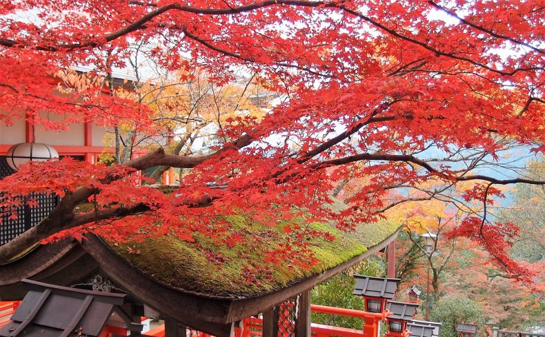 京都の紅葉を独り占め！？朝の京さんぽを楽しむ暮らし