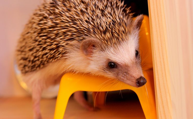 ハリネズミの飼い方をプロに聞いてみた！必要なお世話や費用や寿命、注意点などまとめ