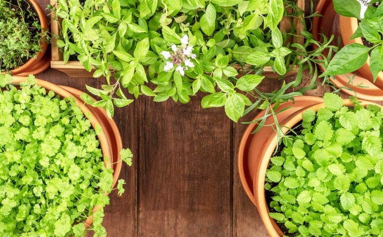 おうちごはんに採れたてハーブを添えよう。ハーブ栽培を楽しむ暮らし