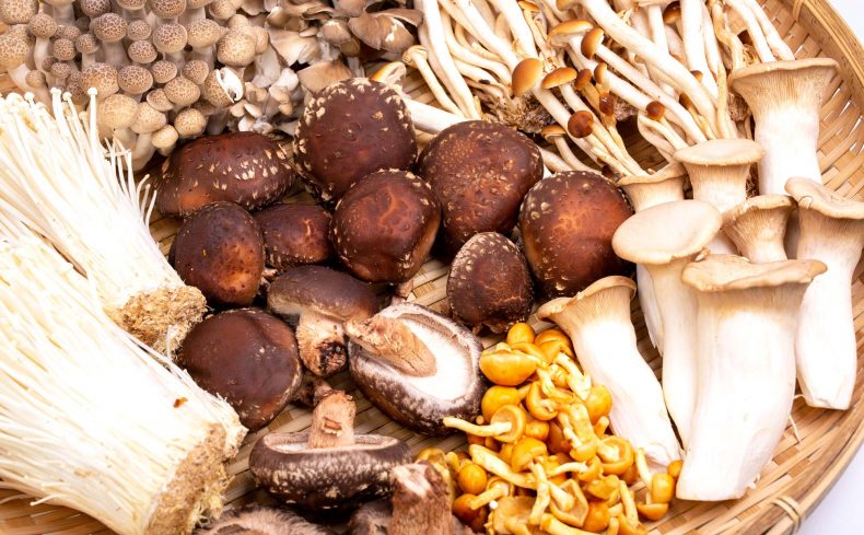 食べてよし育ててよし！ きのこマニアの健康生活