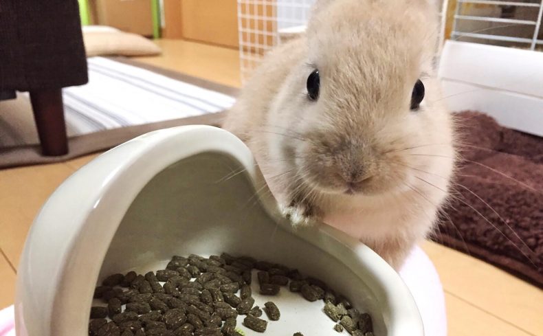 うさぎと暮らしたら愛が止まらない！ うさぎに癒やされる夫婦の毎日