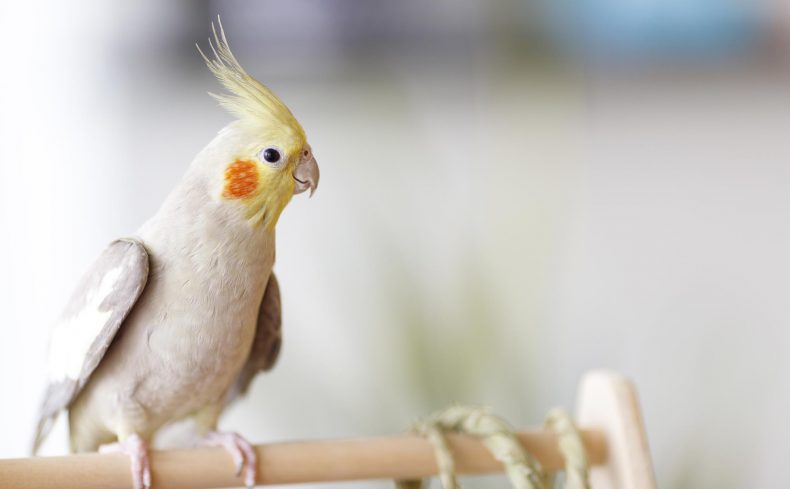 【特集】フクロモモンガ、ハリネズミ、フクロウ、珍しいペットとの幸せな毎日