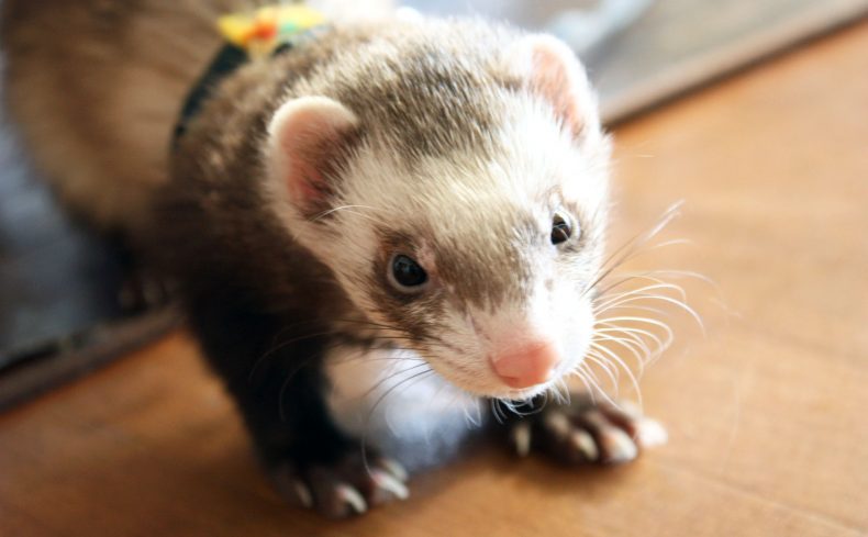 フェレットを飼ってみた！飼育方法、必要な物、お世話、費用、知っておきたい情報を総まとめ