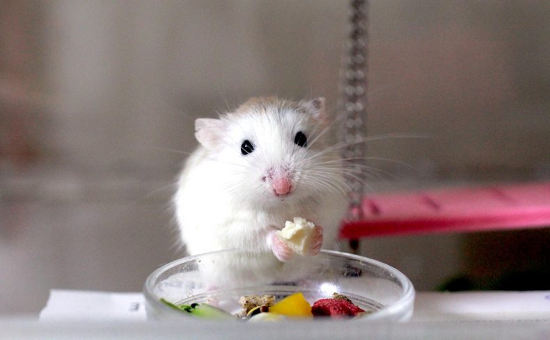 ハムスターの飼い方まとめ。費用は？必要なお世話は？寿命は？一緒に暮らす前に知っておきたいこと