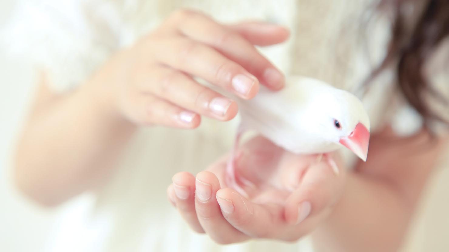 文鳥の飼い方は？必要なお世話・準備するアイテム・費用など、10年以上