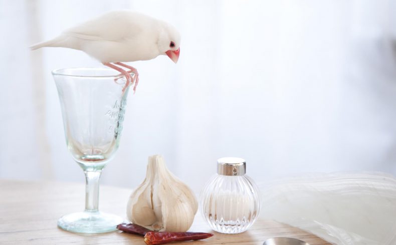 文鳥の飼い方は？必要なお世話・準備するアイテム・費用など、10年以上文鳥と暮らす文鳥マニアの私がまとめます