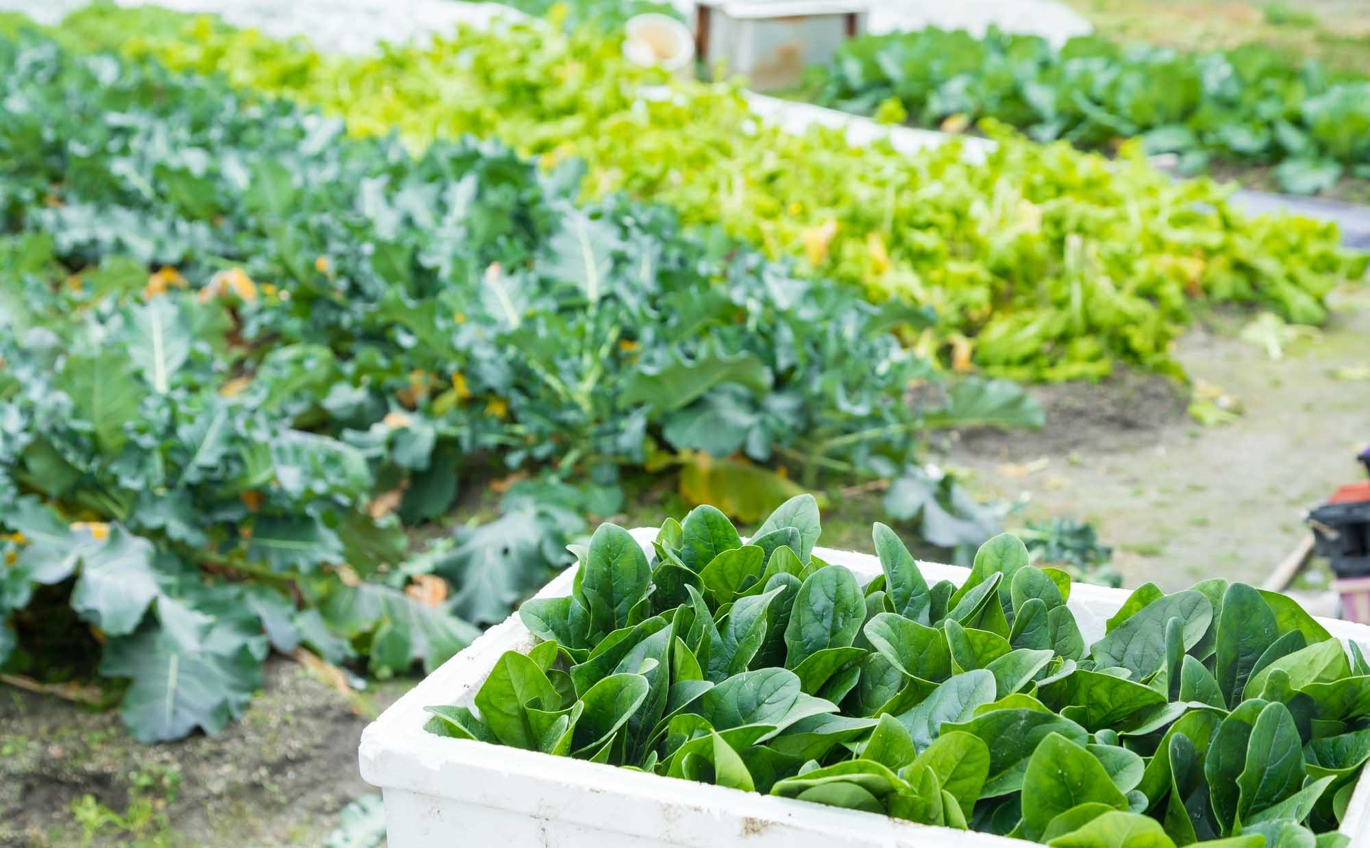 家庭菜園歴9年以上、失敗しやすい冬を乗り切る3つのコツとは？