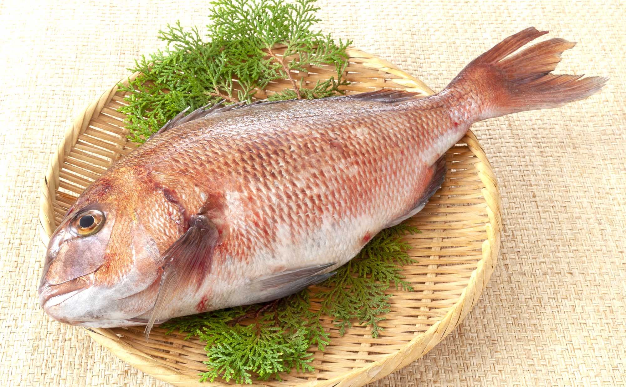 鯛のさばき方と簡単レシピまとめ。初心者でもおいしく楽しく、旬の味覚を味わおう