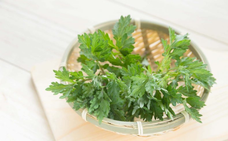 彩り鮮やか、旬の食材「よもぎ」を使った栄養満点レシピ