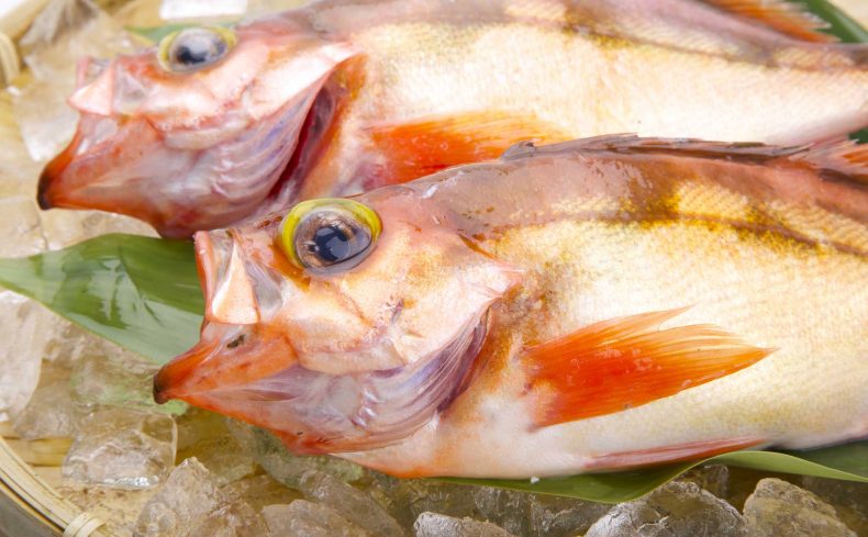 春が旬「メバル」のさばき方と簡単おうちレシピ　旬の味を楽しもう