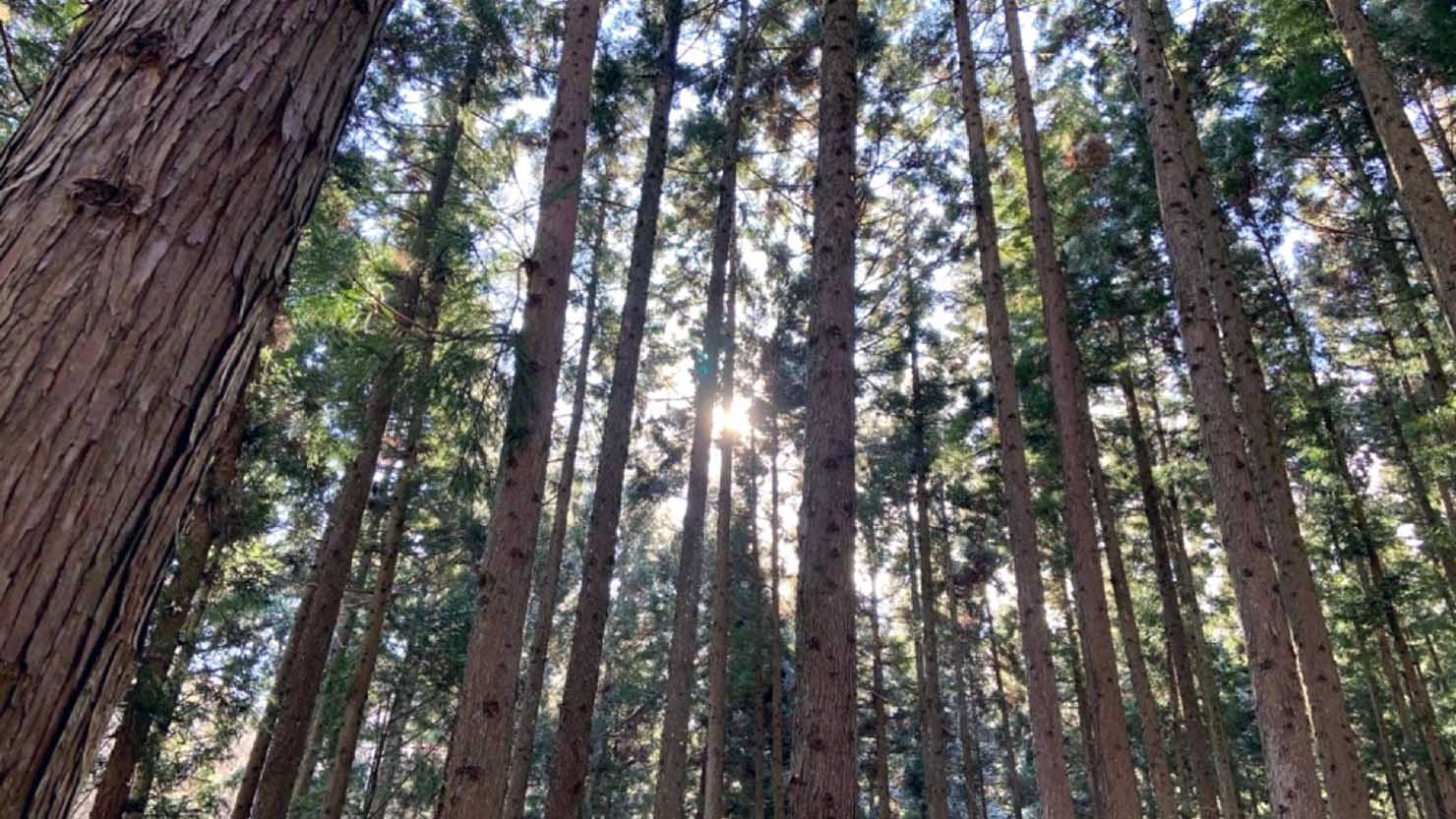 癒やされる町内の森林