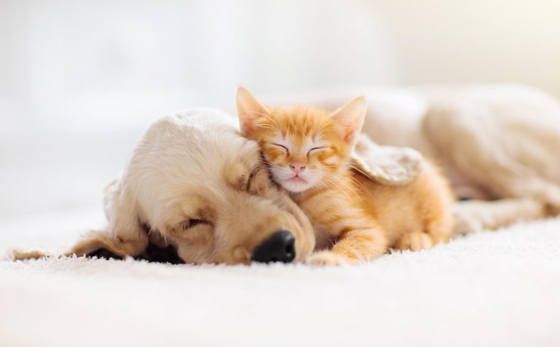 猫と犬を一緒に飼うには？猫2匹と犬1匹と暮らすわが家の工夫と注意点