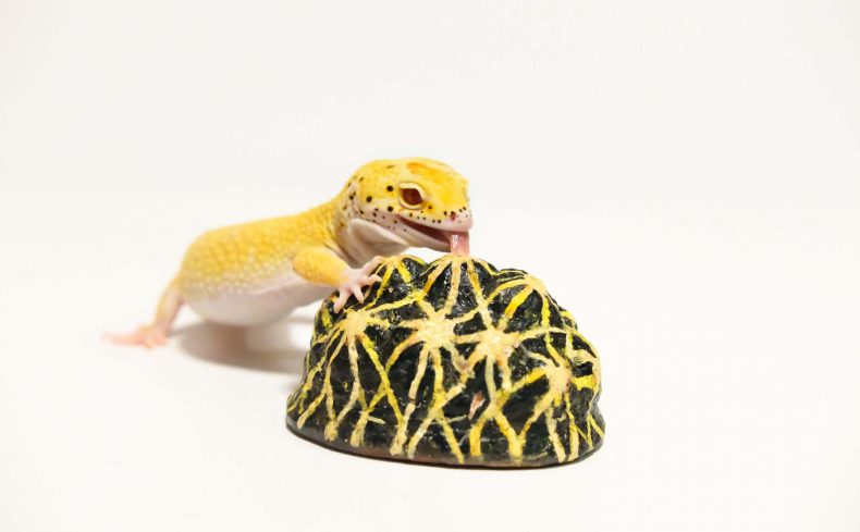 ヒョウモントカゲモドキ（レオパ）の飼い方まとめ。レオパと幸せに暮らそう