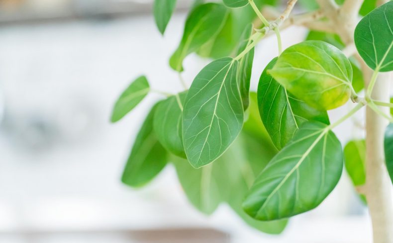 暑くても大丈夫？ 初夏におすすめの観葉植物と育て方のポイント