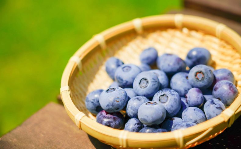 家庭菜園でブルーベリーを育てよう！ 家族で楽しむブルーベリー栽培の魅力