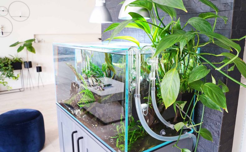 リビングに大きな水槽のある暮らし。始め方やメンテナンス方法をご紹介