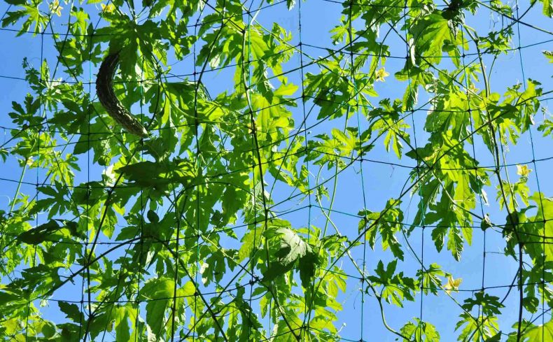 窓の外を涼やかに、ベランダで緑のカーテンを育てよう