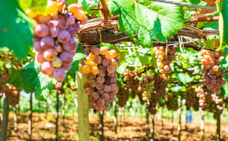 ぶどうを日持ちさせるコツは？ 夏が旬の品種とおいしく食べる方法